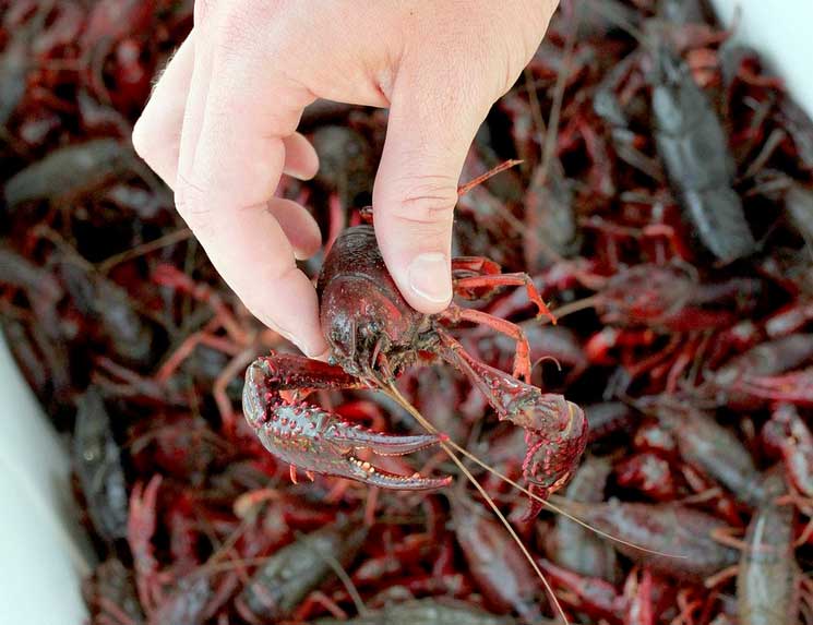 order live crawfish prairieville